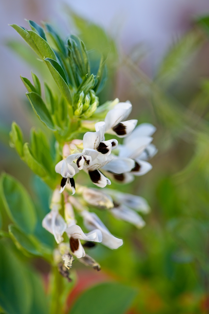 closeup of fava bean plant with black white flowers