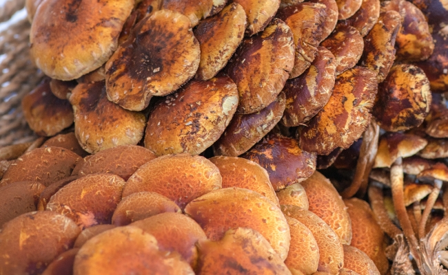 closeup of fresh mushrooms at farmers market