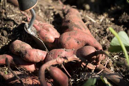 Closeup of fresh sweet potatoes