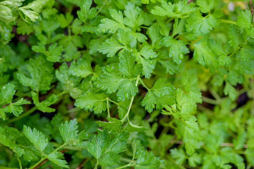 closeup of green fresh parsley in garden