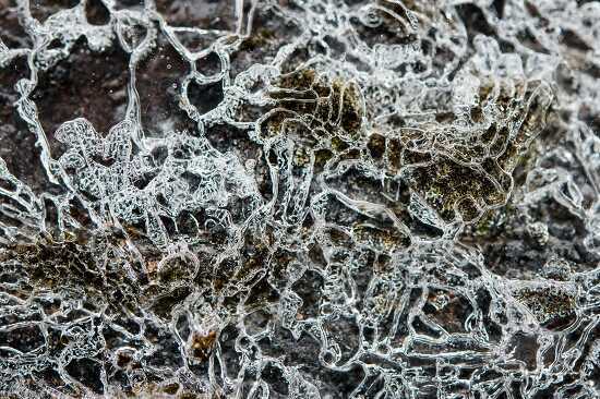 closeup of ice spiders on rock 2