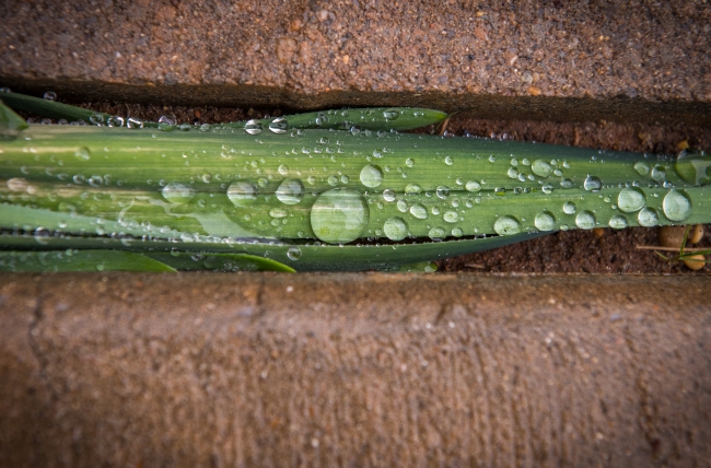 closeup of rain green leaves photo