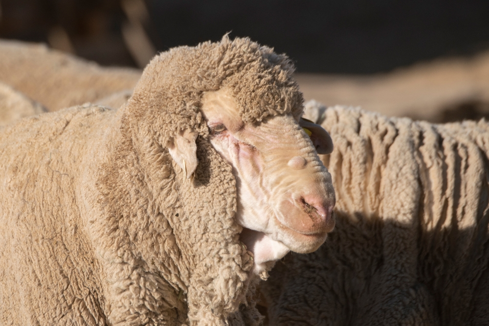 closeup of sheep face with wooley