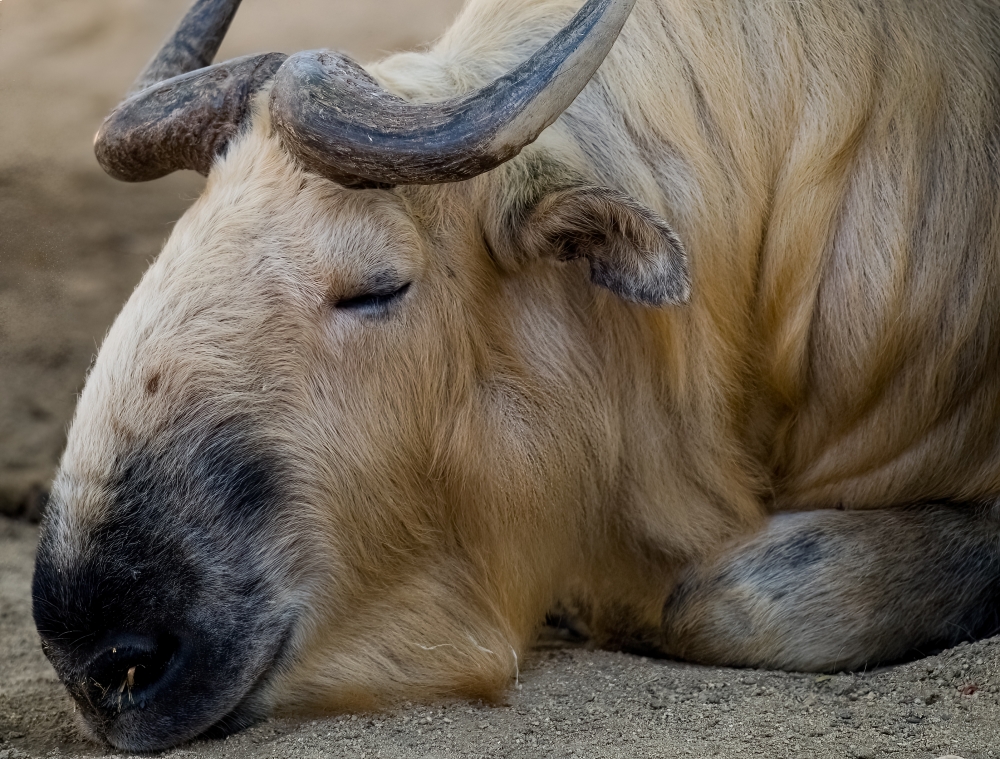 closeup of sleeping takin