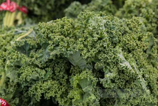 Closeup organic curly kale