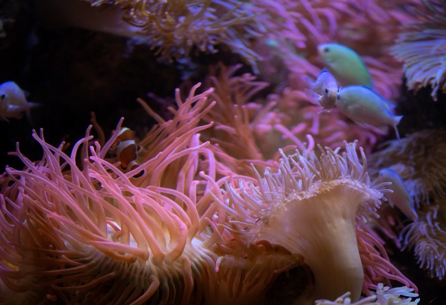 closeup photo of small fish swimming in sea anemomes