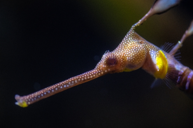 closeup photo of the head of a sea dragon image