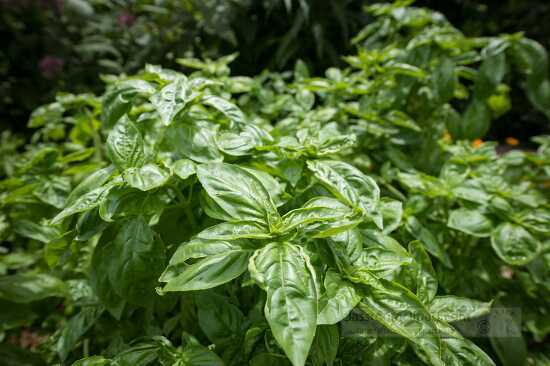 Closeup sweet basil growing 2