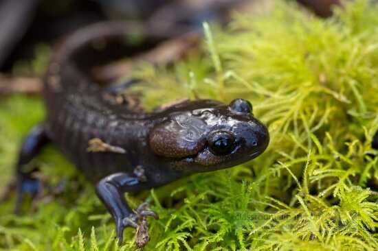 closeup-salamander-of-green-moss