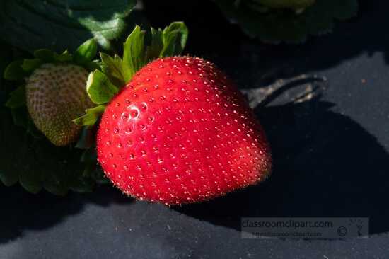 Clsoseup of single strawberry in field
