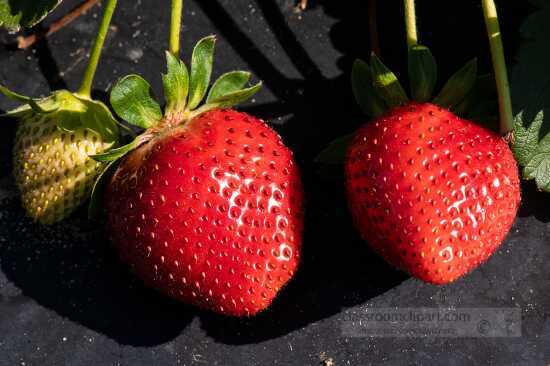 Clsoseup of two strawberries growiong in field
