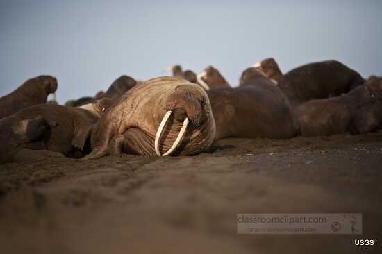 coastal walrus haulouts alaska