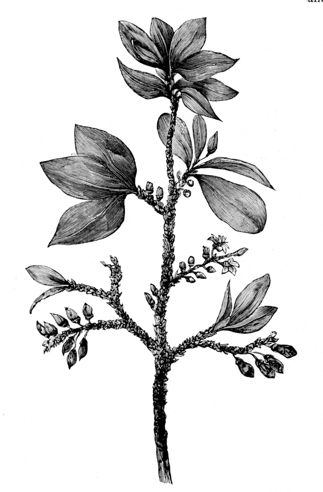 Coca Plant