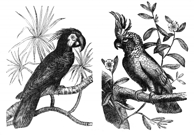 cockatoo engraved bird illustration