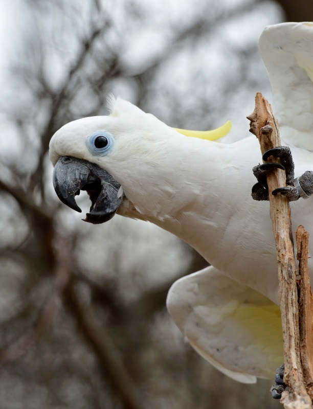 cockatoo parrot photo