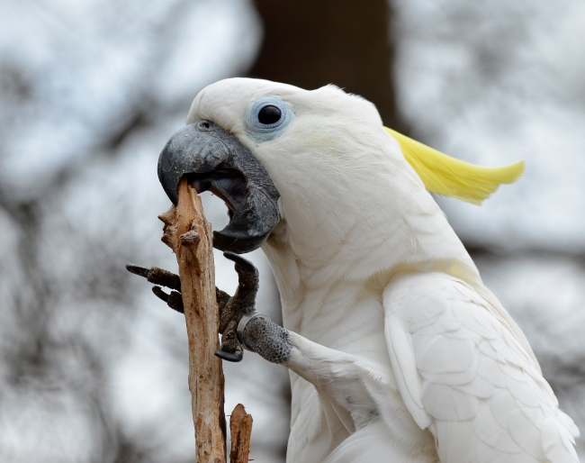 cockatoo parrot photo