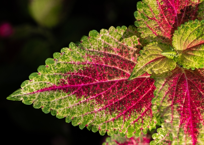 coleus plant close up