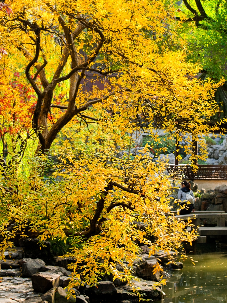 colorful fall foliageYuyuan Garden Shanghai China