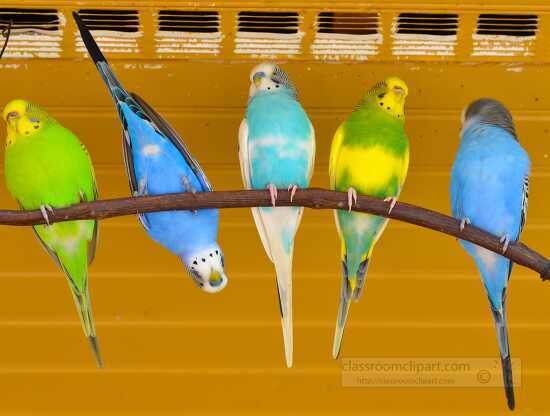 Colorful Parakeets