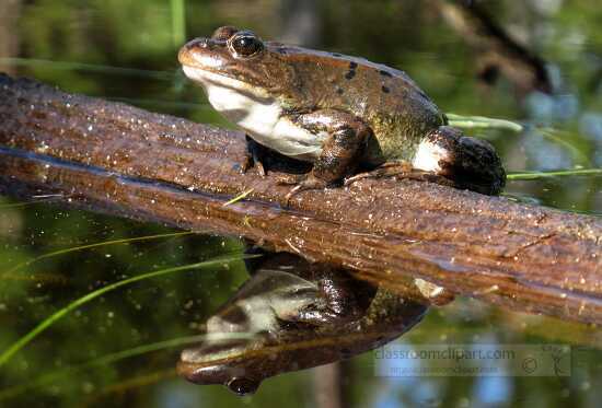 columbia spotted frog on tree branch in creek