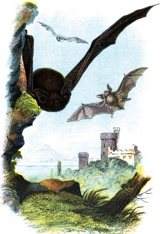 Common Bats Flying In Air Color Illustration