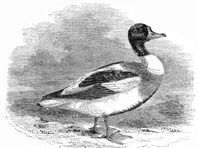 common european sheldrake bird illustration duck