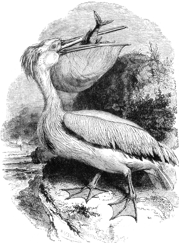 common white pelican bird illustration