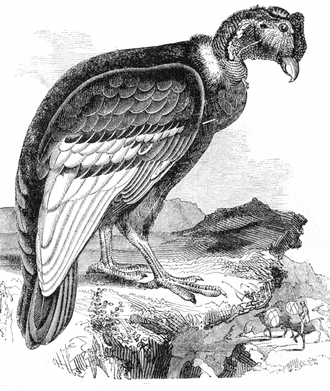 condor bird illustration