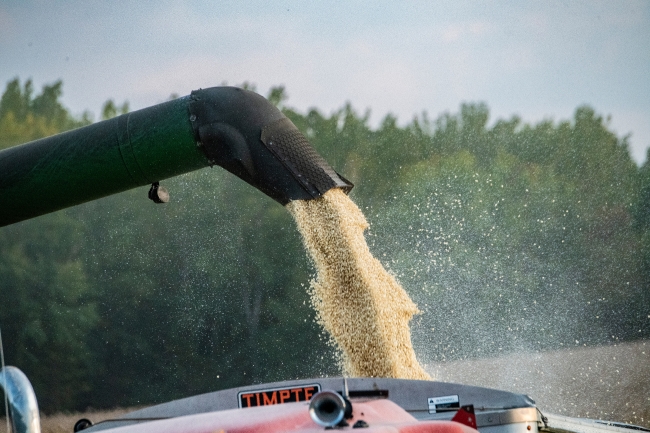 Corn pulled from harvester