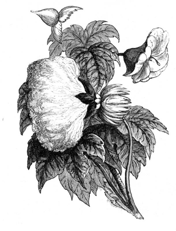 Cotton plant Gossypium plus weevil Anthonomus grandis - Lizzie Harper