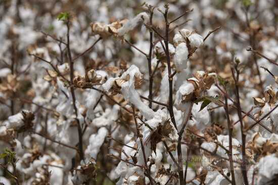 cotton plants prior to harvest