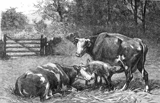 cow calf illustration