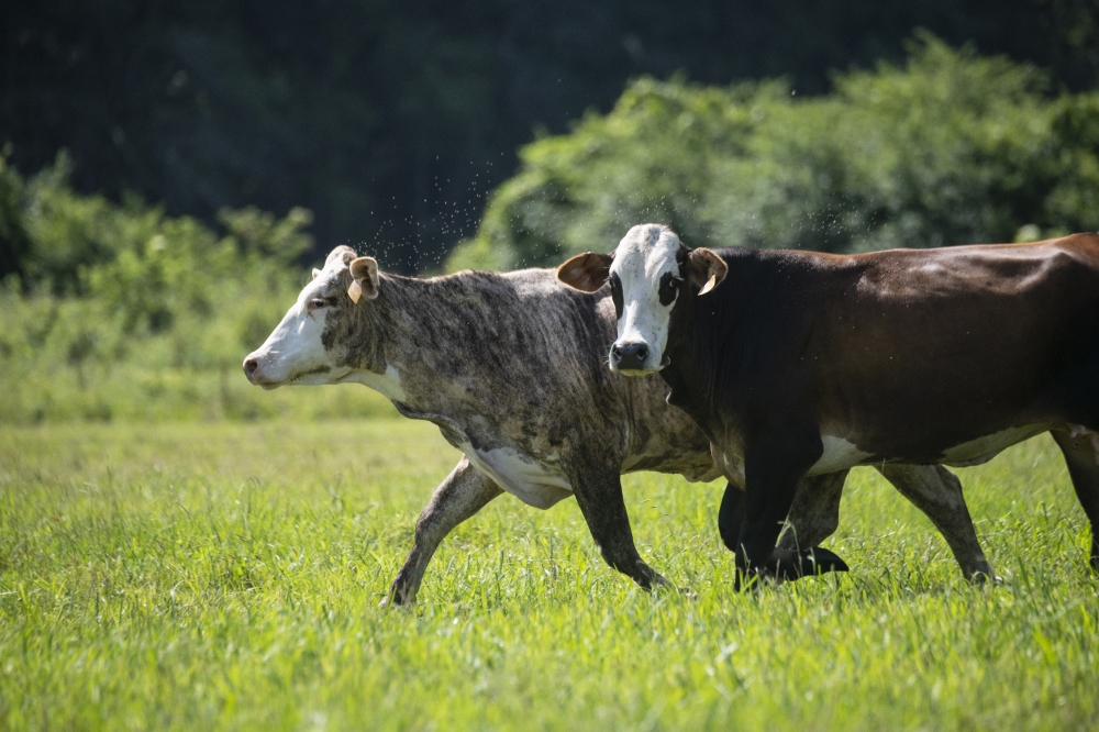 cows grazing in pasture