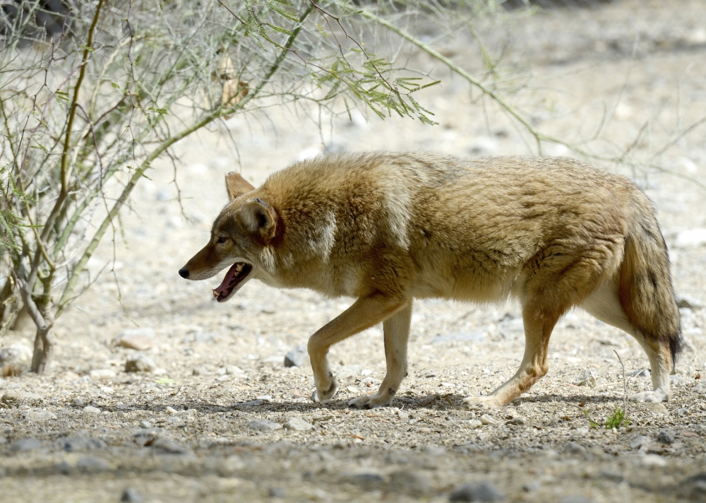 coyote walking near brush