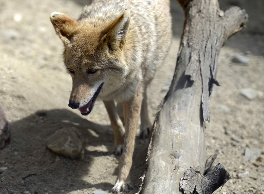 coyote walking near tree branch