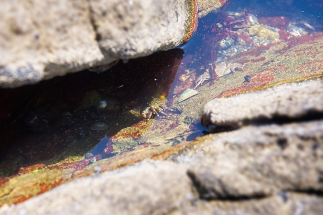 crabs and other sea creates in tidepool 