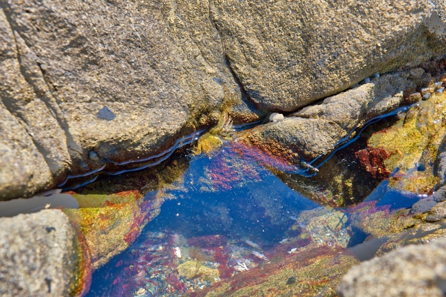 crabs and other sea creates in tidepool northern california coas