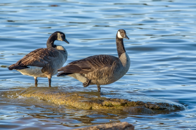 crackling goose on rocks