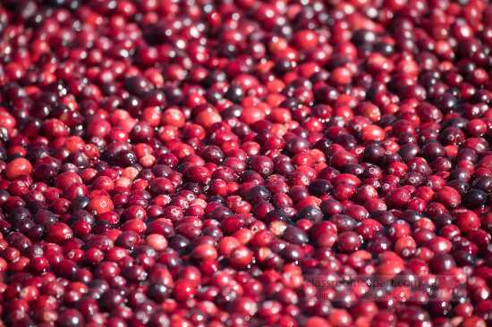 Cranberries in a demonstration wet bog