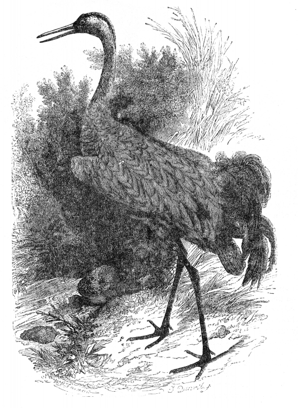 crane bird illustration