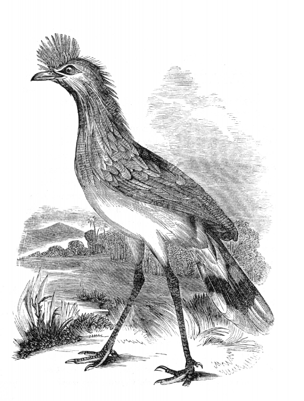 crane bird illustration