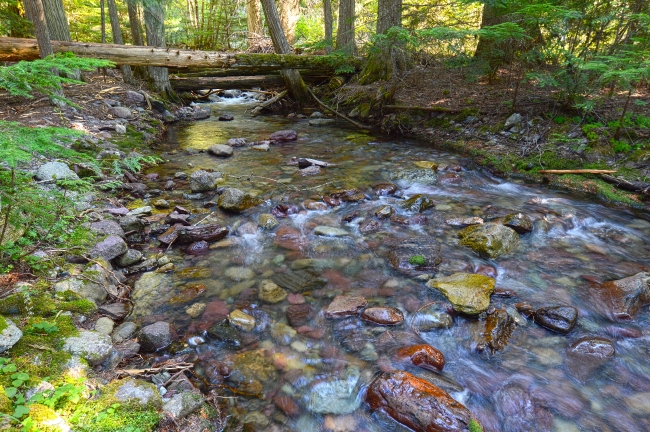 Creek surrounded by trees montana