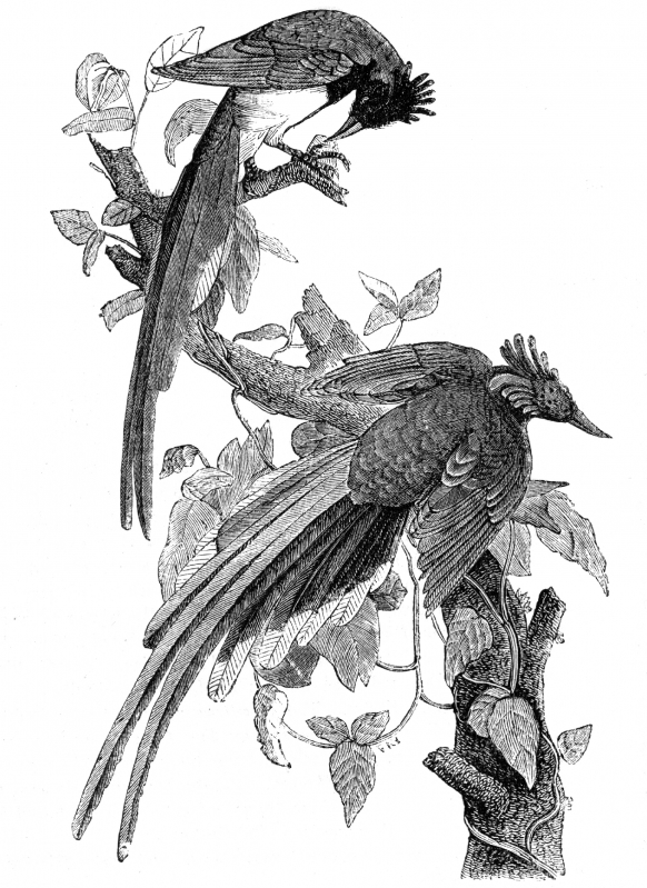 crested jay engraved bird illustration