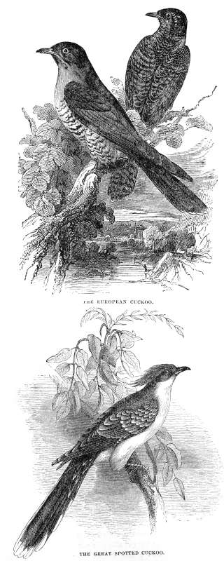 cuckoo engraved bird illustration