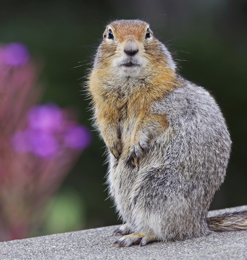 cute ground squirrel poses with flowers in background