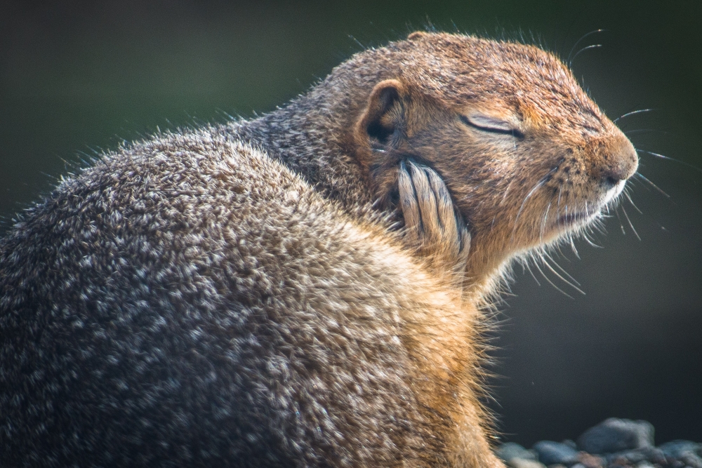 cute squirrel with eyes closed