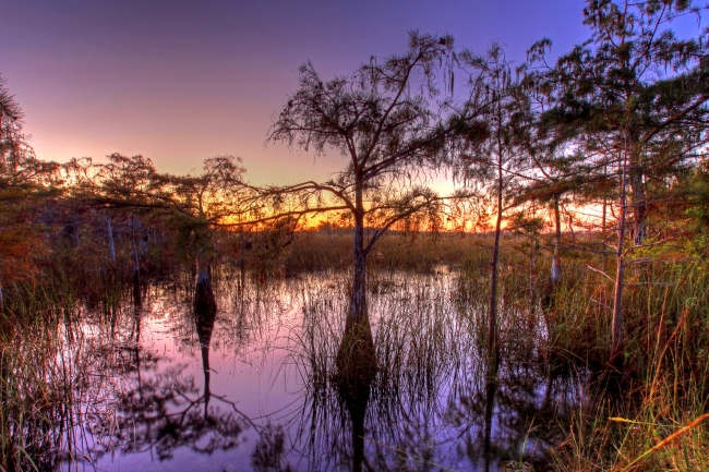 Cypress trees sunset everglades florida