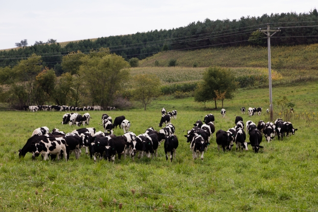 Dairy cows