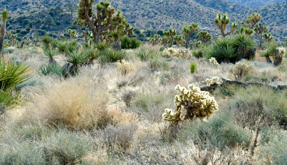 desert joshua tree national park 3089