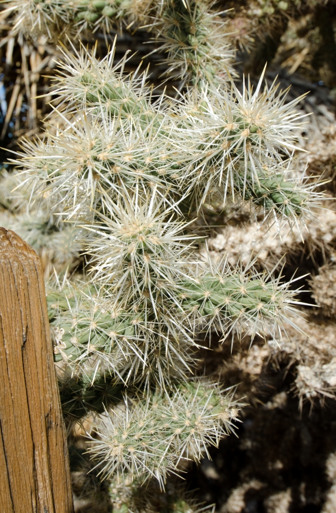 desert joshua tree national park 3100